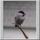 Parus palustris - Sumpfmeise 03.jpg